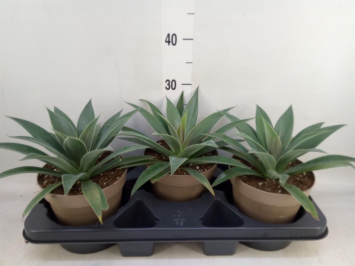 <h4>xMangave  'Mad About M Pineapp Exp'</h4>