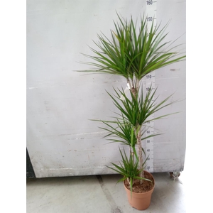 Dracaena marg.