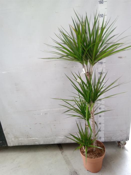 <h4>Dracaena marg.</h4>