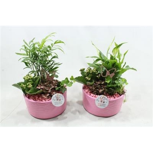 SC03 LOES PINK
