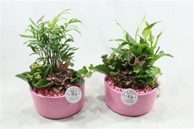 <h4>SC03 LOES PINK</h4>