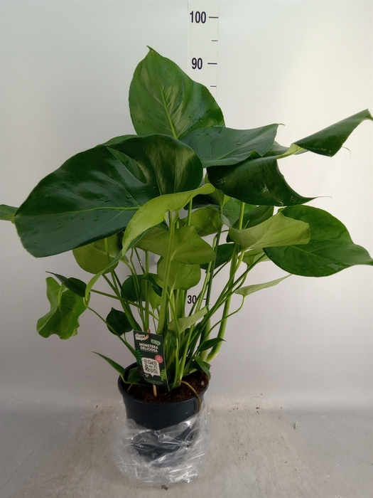 <h4>Monstera delic.</h4>