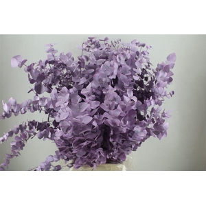 Euca Cinerea Pink P Bunch