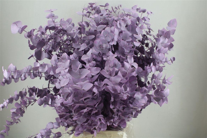 <h4>Euca Cinerea Pink P Bunch</h4>