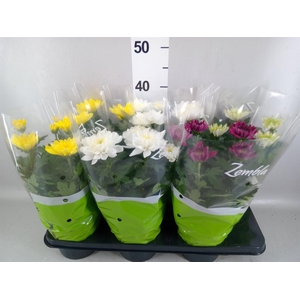 Chrysanthemum  'Zembla'   ..mix