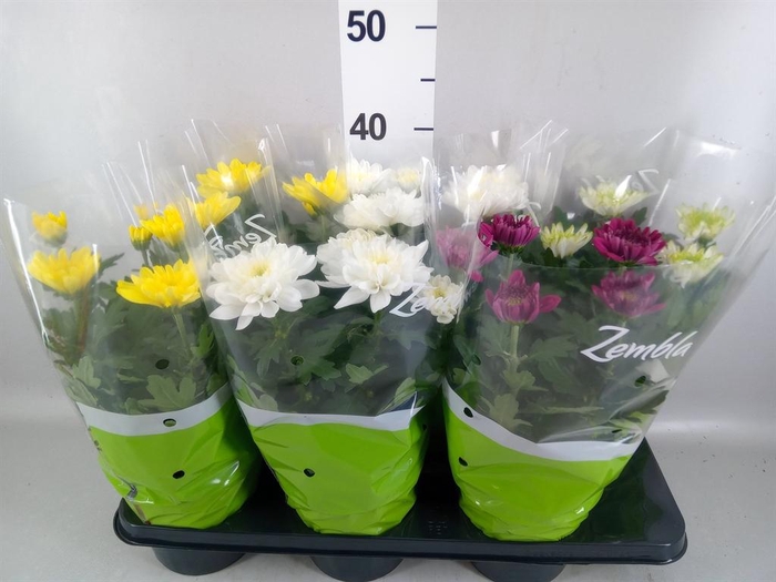 <h4>Chrysanthemum  'Zembla'   ..mix</h4>