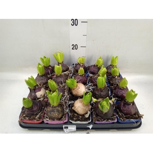 Hyacinthus orie.   ...mix 4