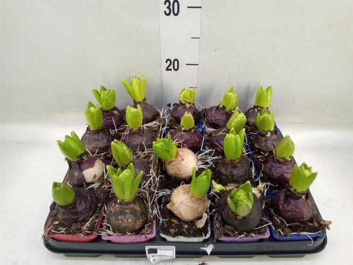 <h4>Hyacinthus orie.   ...mix 4</h4>