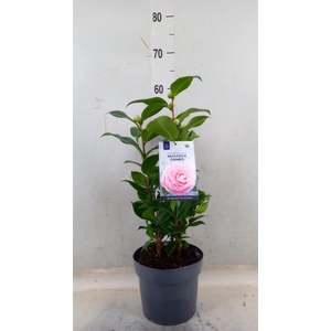 Camellia japonica 'Miss Lyla'