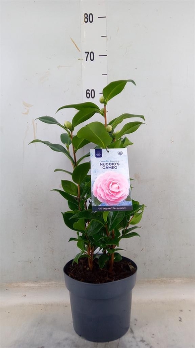 <h4>Camellia japonica 'Miss Lyla'</h4>