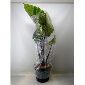 Alocasia   ...