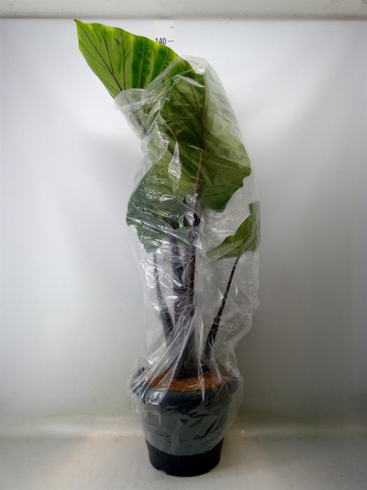 <h4>Alocasia ...</h4>