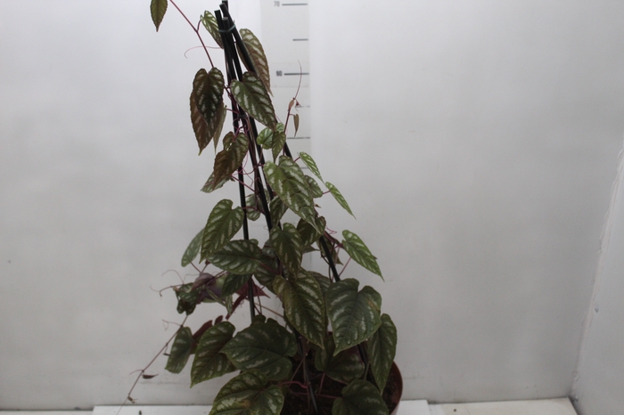 <h4>CISSUS JAVANA P24</h4>