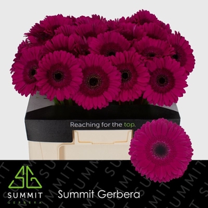 Gerbera Passoa Water