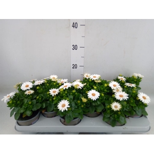 Osteospermum  'Margarita Cream'