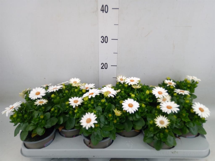 <h4>Osteospermum  'Margarita Cream'</h4>