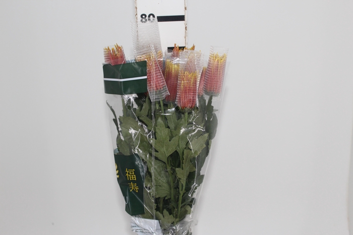 <h4>ANASTASIA CHISPA 080 CM BICOLOR</h4>