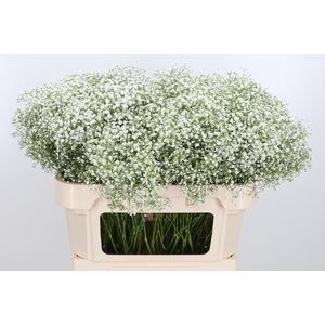 Gyps Pa Zi Discovery