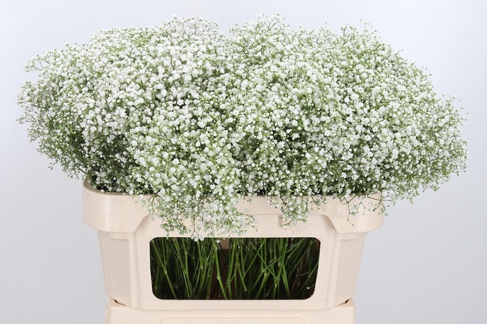 <h4>Gyps Pa Zi Discovery</h4>