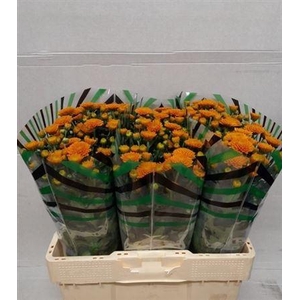 Chr San Ellison Oran