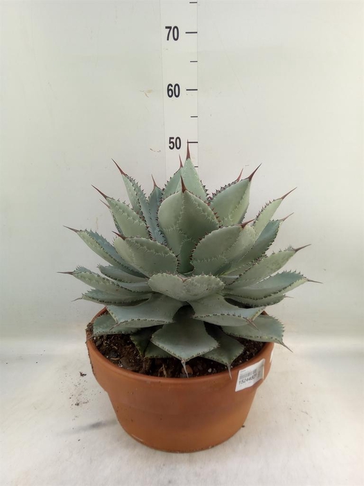 <h4>Cactus   ...</h4>