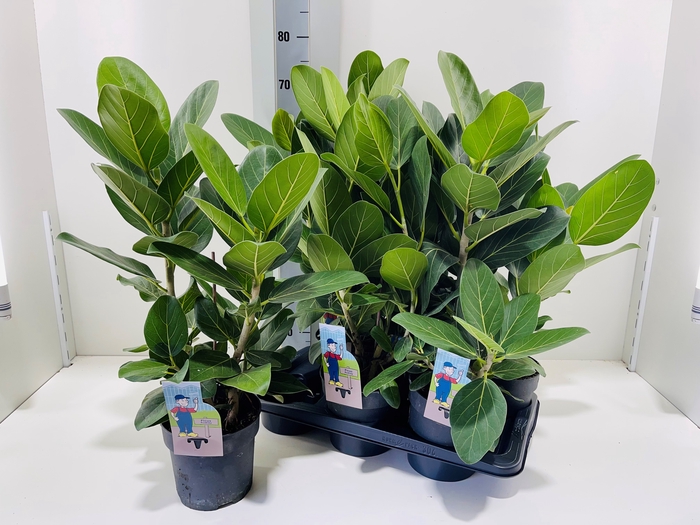 FICUS BENG AUDREY