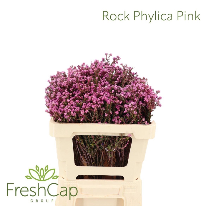 <h4>Phylica paniculata</h4>