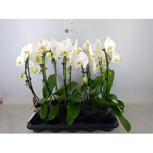 Phalaenopsis  'Ant Glasgow'