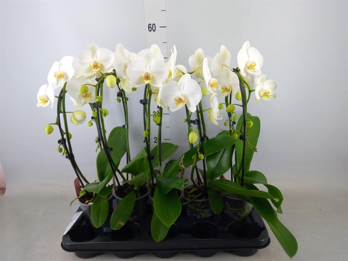 <h4>Phalaenopsis  'Ant Glasgow'</h4>