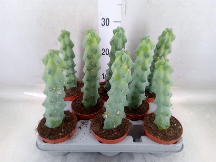 <h4>Cereus   ...</h4>