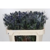 Eryngium Blue Dynamite