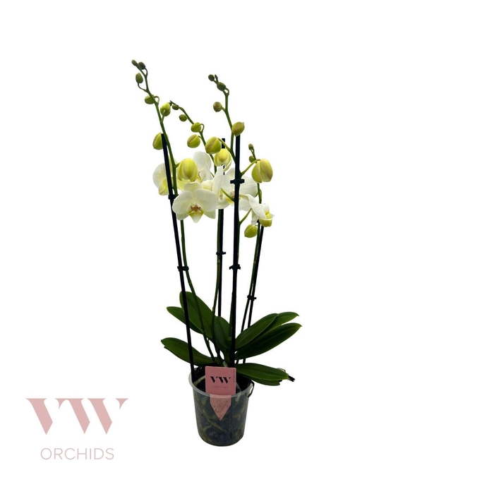 <h4>Phalaenopsis 'Ant Inverness'</h4>