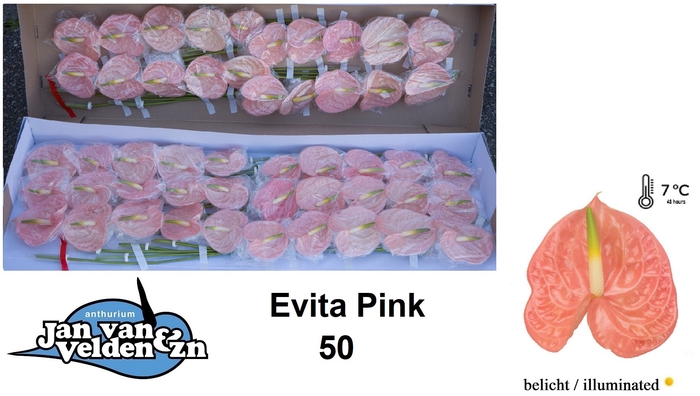 <h4>Anthurium Evita Pink</h4>