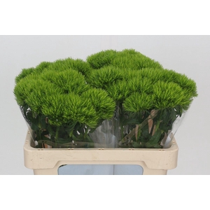 Dianthus Br Kiwi Mellow