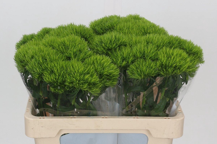 <h4>Dianthus Br Kiwi Mellow</h4>