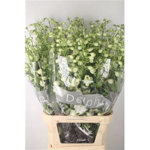 Delph El Centurion White