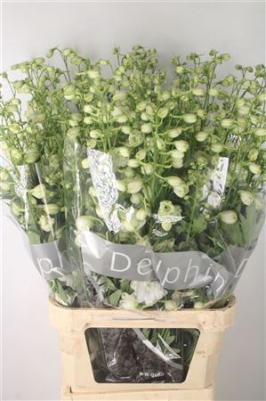 <h4>Delph El Centurion White</h4>