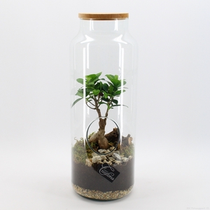 GRCR-2547 Green Essentials Terrarium