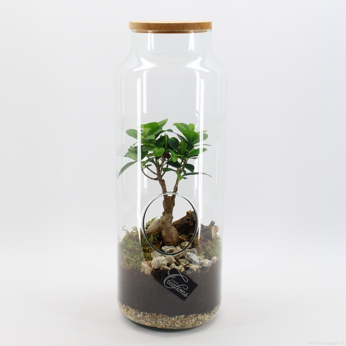 <h4>GRCR-2547 Green Essentials Terrarium</h4>