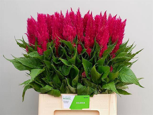 <h4>Cel P Cent Purp Rose</h4>