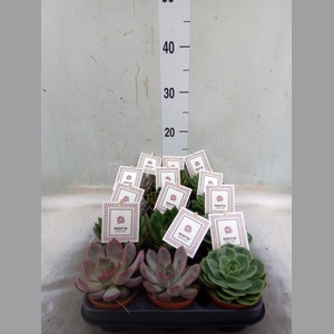 Echeveria  'Rosetta'   ...mix