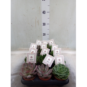 Echeveria  'Rosetta'   ...mix