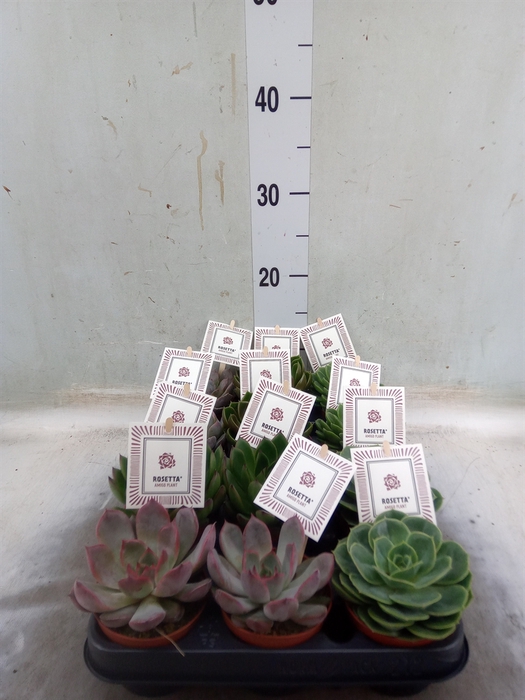 <h4>Echeveria  'Rosetta'   ...mix</h4>