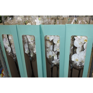 PHALAENOPSIS P24 MAJORIS BRANCO 2 HT