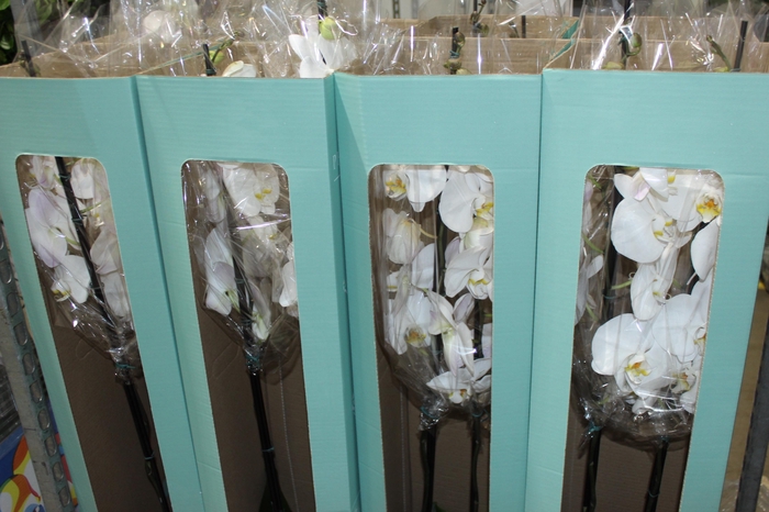<h4>PHALAENOPSIS P24 MAJORIS BRANCO 2 HT</h4>
