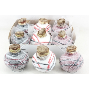 arr4 Amaryllis CM - Wax Picasso mix