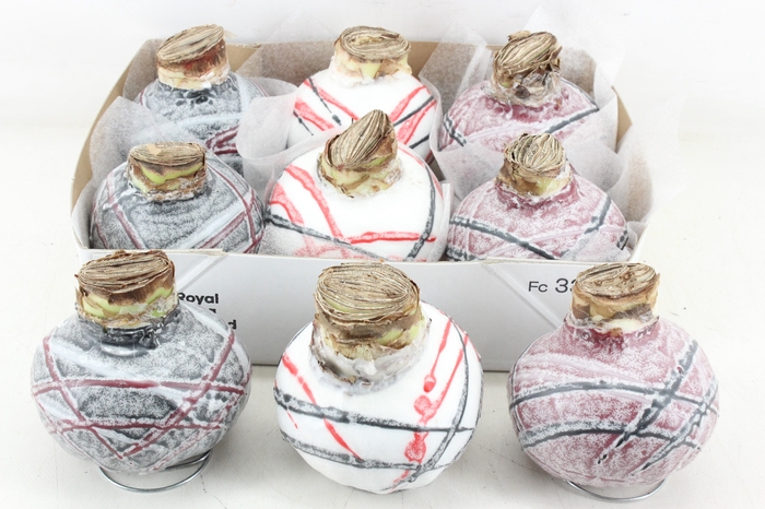 <h4>arr4 Amaryllis CM - Wax Picasso mix</h4>