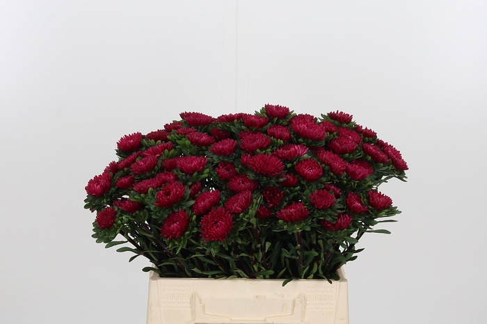 <h4>Callistephus Mats. Scharlet Rood</h4>