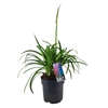 Agapanthus Pitchoune White