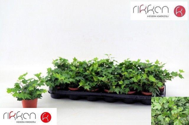 <h4>HED HE BRENDA</h4>